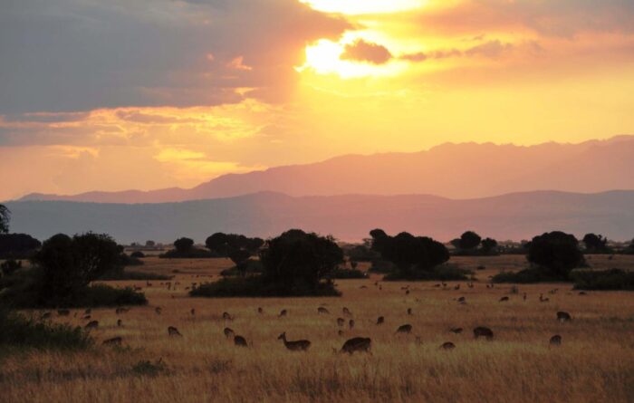 Cedarberg Travel | Ishasha Wilderness Camp