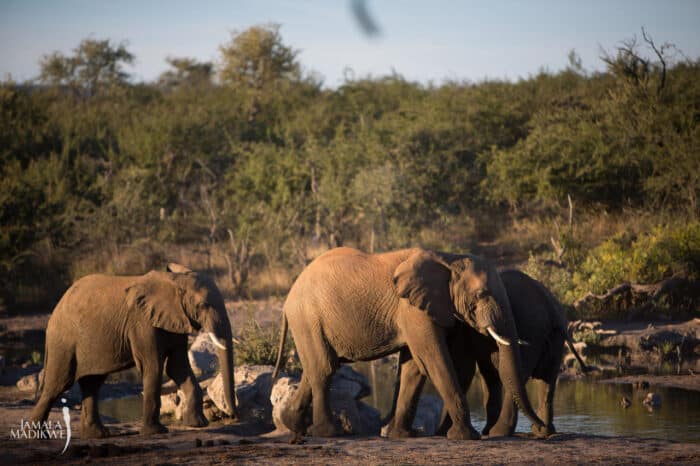 Cedarberg Travel | Jamala Madikwe