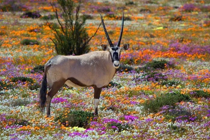 Cedarberg Travel | Spring Wild Flower tour