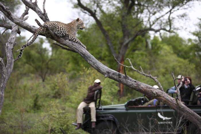 Cedarberg Travel | andBeyond Kirkman's Kamp