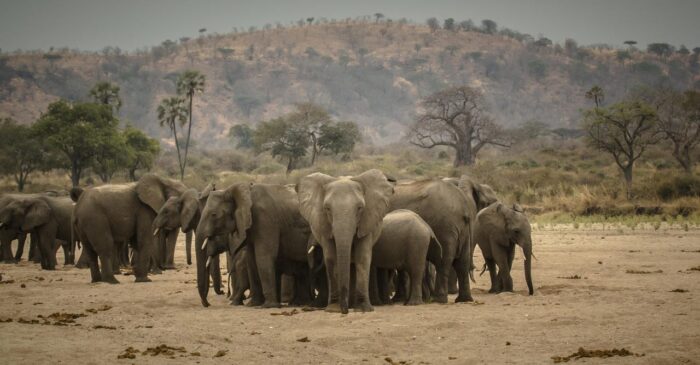 Cedarberg Travel | Kwihala Tented Camp