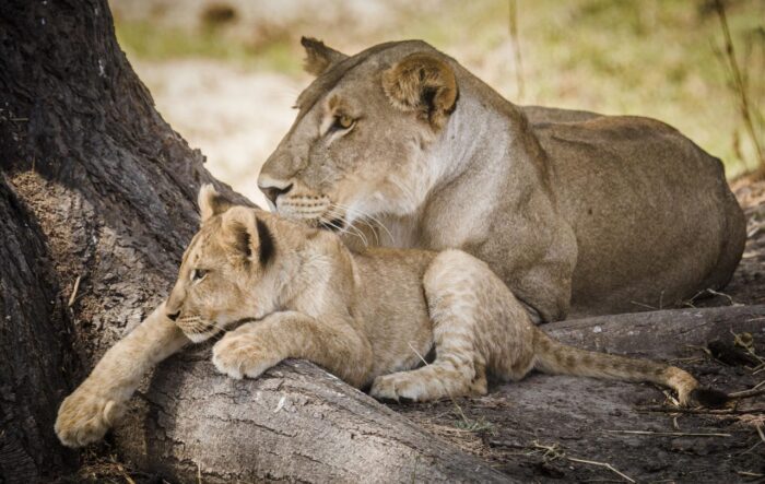 Cedarberg Travel | Kwihala Tented Camp