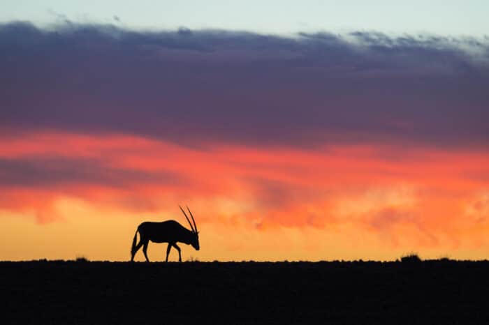 Cedarberg Travel | Little Kulala