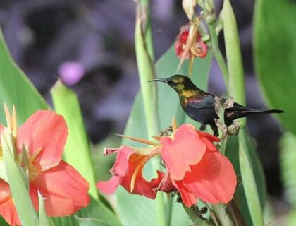 Birding in Malawi - Lake Malawi