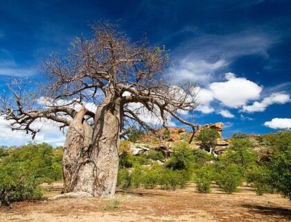 Limpopo Far North