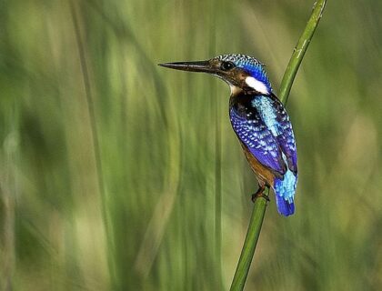 Birding in Malawi - Liwonde