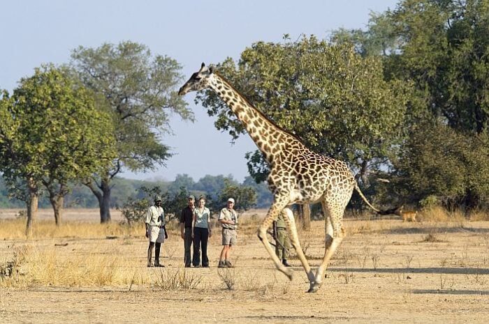 Cedarberg Travel | Rhino Walking Safaris in the Kruger