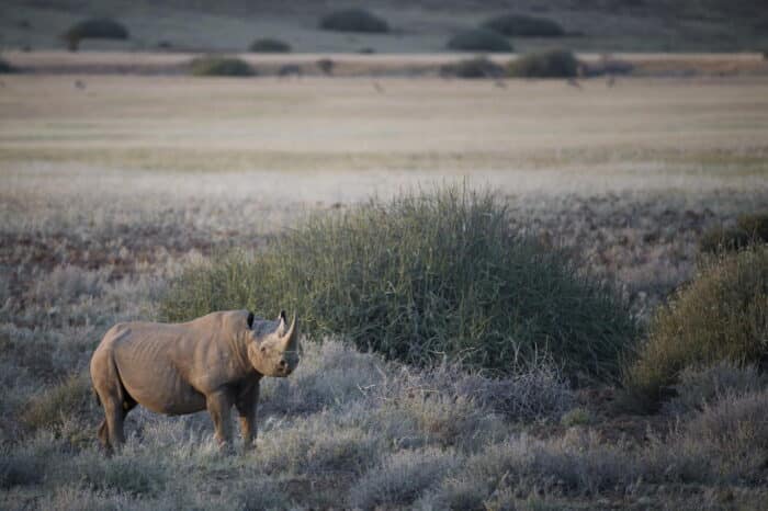 Cedarberg Travel | Desert Rhino Camp