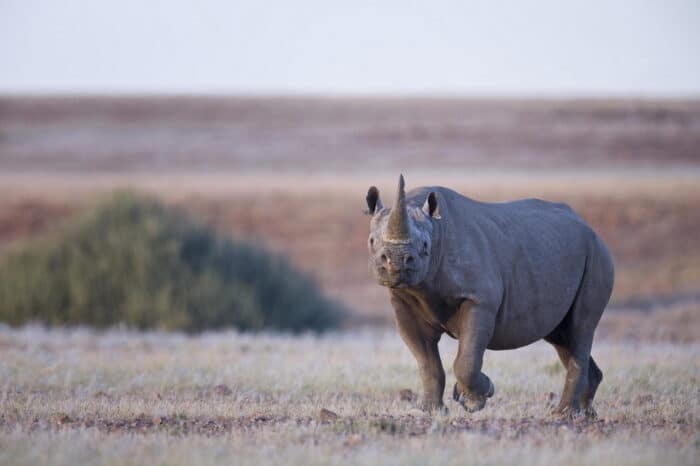 Cedarberg Travel | Desert Rhino Camp