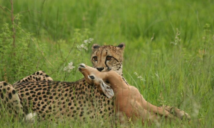 Cedarberg Travel | Makweti Safari Lodge