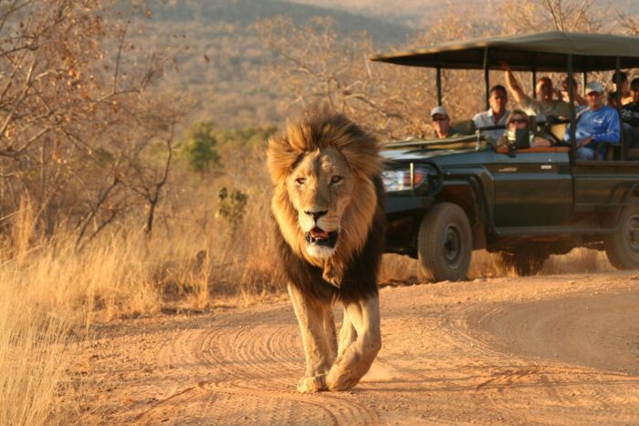 Cedarberg Travel | Makweti Safari Lodge