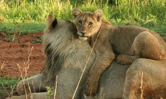 Cedarberg Travel | Makweti Safari Lodge