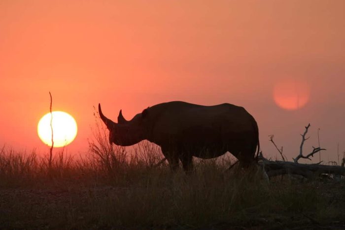 Cedarberg Travel | Musango Safari Camp