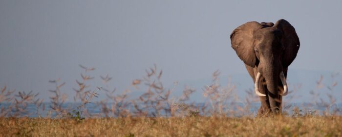 Cedarberg Travel | Musango Safari Camp