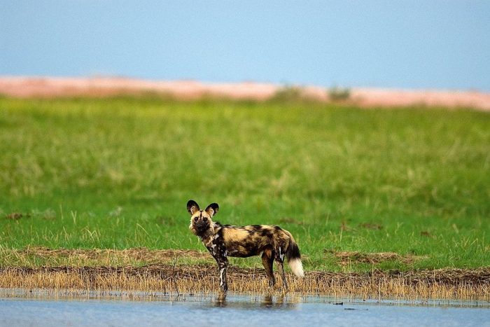 Cedarberg Travel | Musango Safari Camp