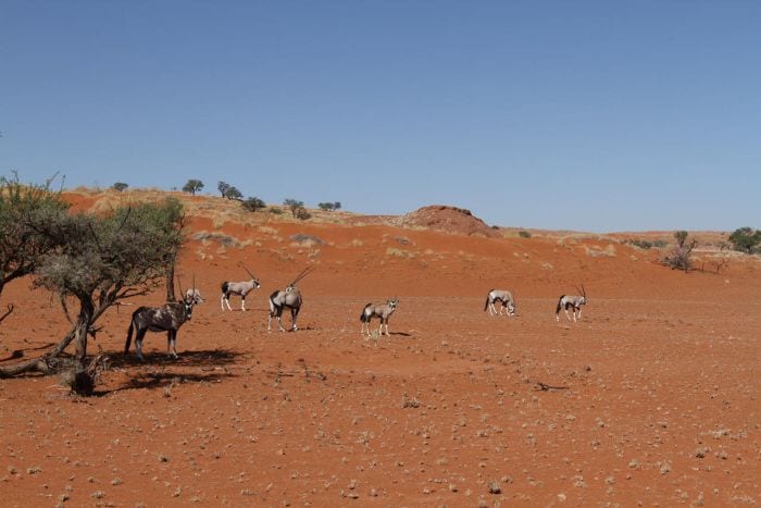 Namib-Dune-Star-camp-wildlife-Gemsbok
