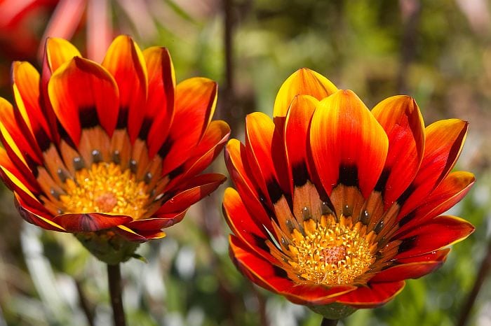 Red flower close-up, tips for spring flower-viewing in Namqualand and Cederberg