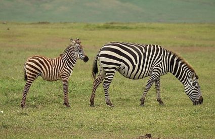 Botswana vs Zambia vs Zimbabwe – which safari destination is best?