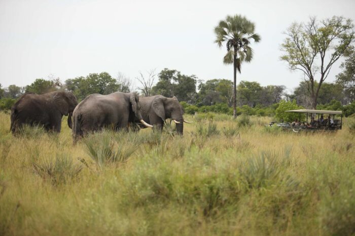 Cedarberg Travel | andBeyond Nxabega Okavango Tented Camp