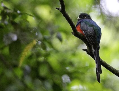 Birding in Malawi - Nyika Plateau