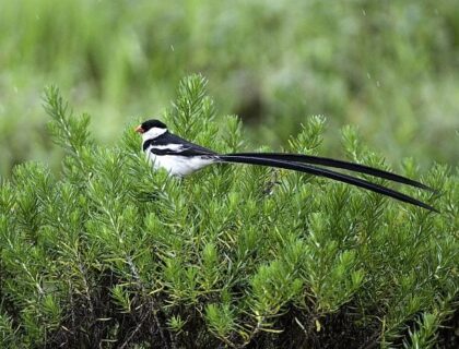 Birding in Malawi - Nyika Plateau