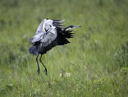 Birding in Malawi - Nyika Plateau