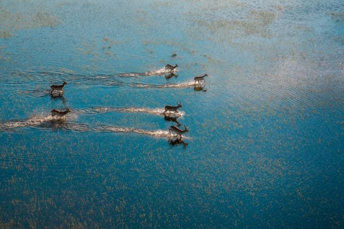 Antelope in Okavango Delta Moremi Game Reserve, Botswana Water & Wildlife safari