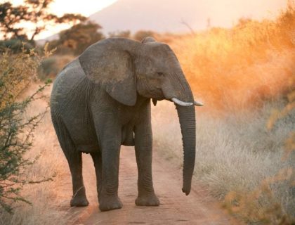 5 Reasons to stay on the Drakensberg Escarpment after a Kruger safari