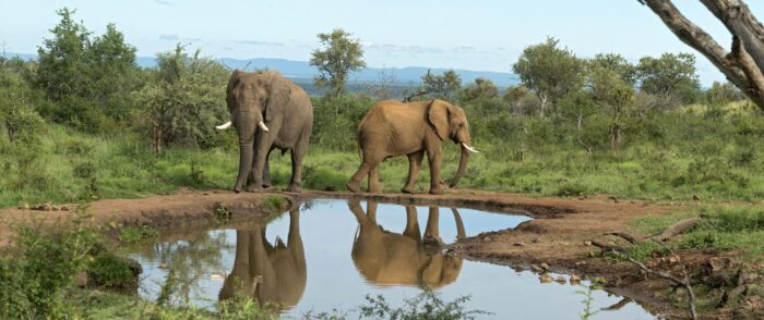 Cedarberg Travel | Royal Madikwe Luxury Safari Lodge