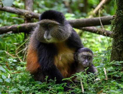 Golden Monkeys in Volcanoes National Park by Bisate Lodge