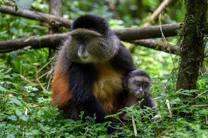Golden Monkeys in Volcanoes National Park by Bisate Lodge