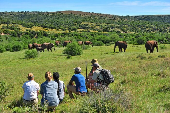 Cedarberg Travel | Shamwari Explorer Camp