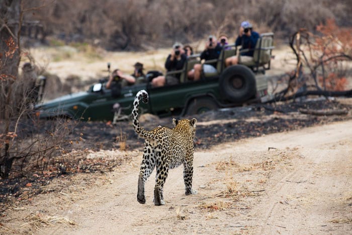 Sabi Sands_Elephant Plains_Kruger_Photographic Safari_SS_311603405 lo