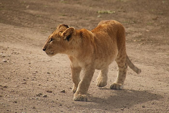 Serengeti lion