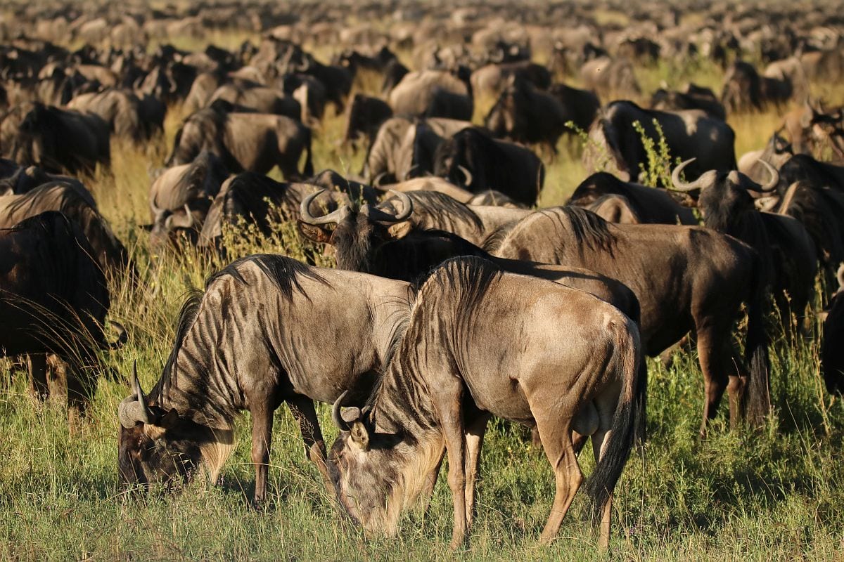 Best time to see the Wildebeest Migration