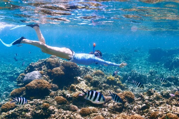 coral reef diving in mozambique