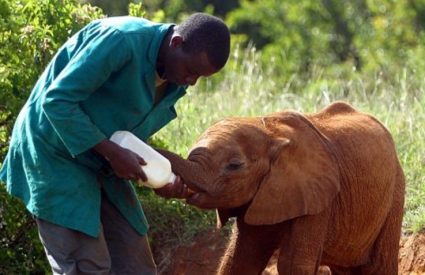 Botswana vs Zambia vs Zimbabwe – which safari destination is best?