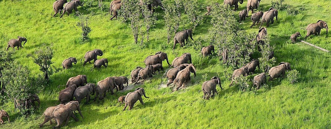 gracing elephants