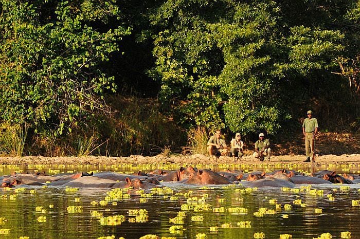 South Luangwa Safari - Rivers and Rainbow safari