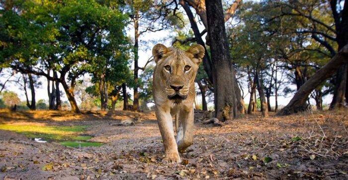 Cedarberg Travel | South Luangwa Safari