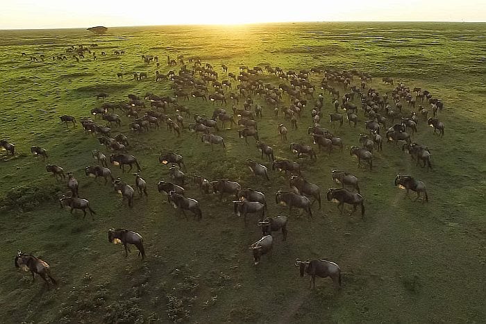 Serengeti migration