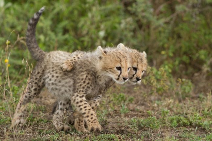 Tanzania-Serengeti-SH172998977