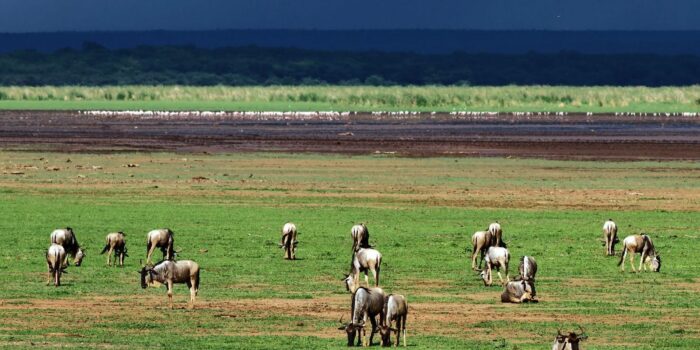 Cedarberg Travel | Tanzania Northern Spectacular