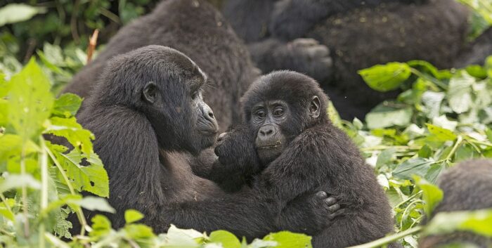 Cedarberg Travel | Uganda Explorer Safari