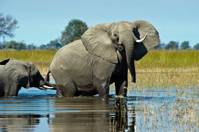 Cedarberg Travel | Vumbura Plains