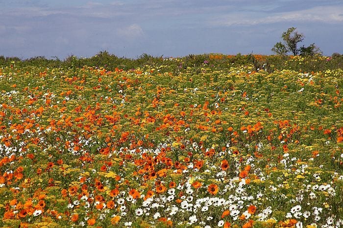 Carpets of wild spring flowers