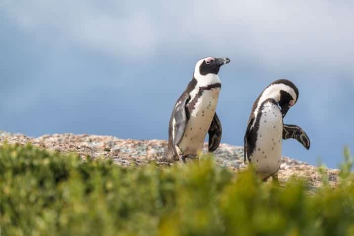 Penguins at Wilderness