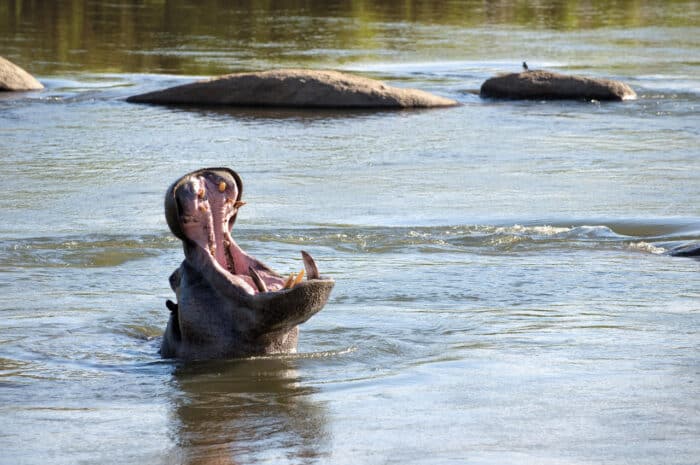 Cedarberg Travel | Lion Sands Tinga Lodge