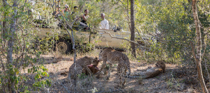 Cedarberg Travel | Arathusa Safari Lodge