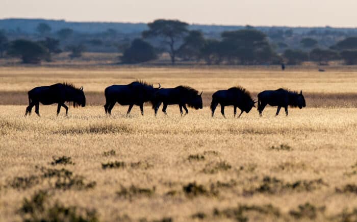 Cedarberg Travel | Kwando Tau Pan Camp